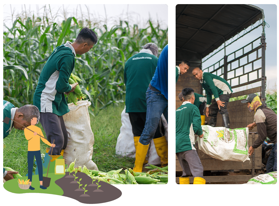 Corn Malaysia | Corn Supplier Malaysia