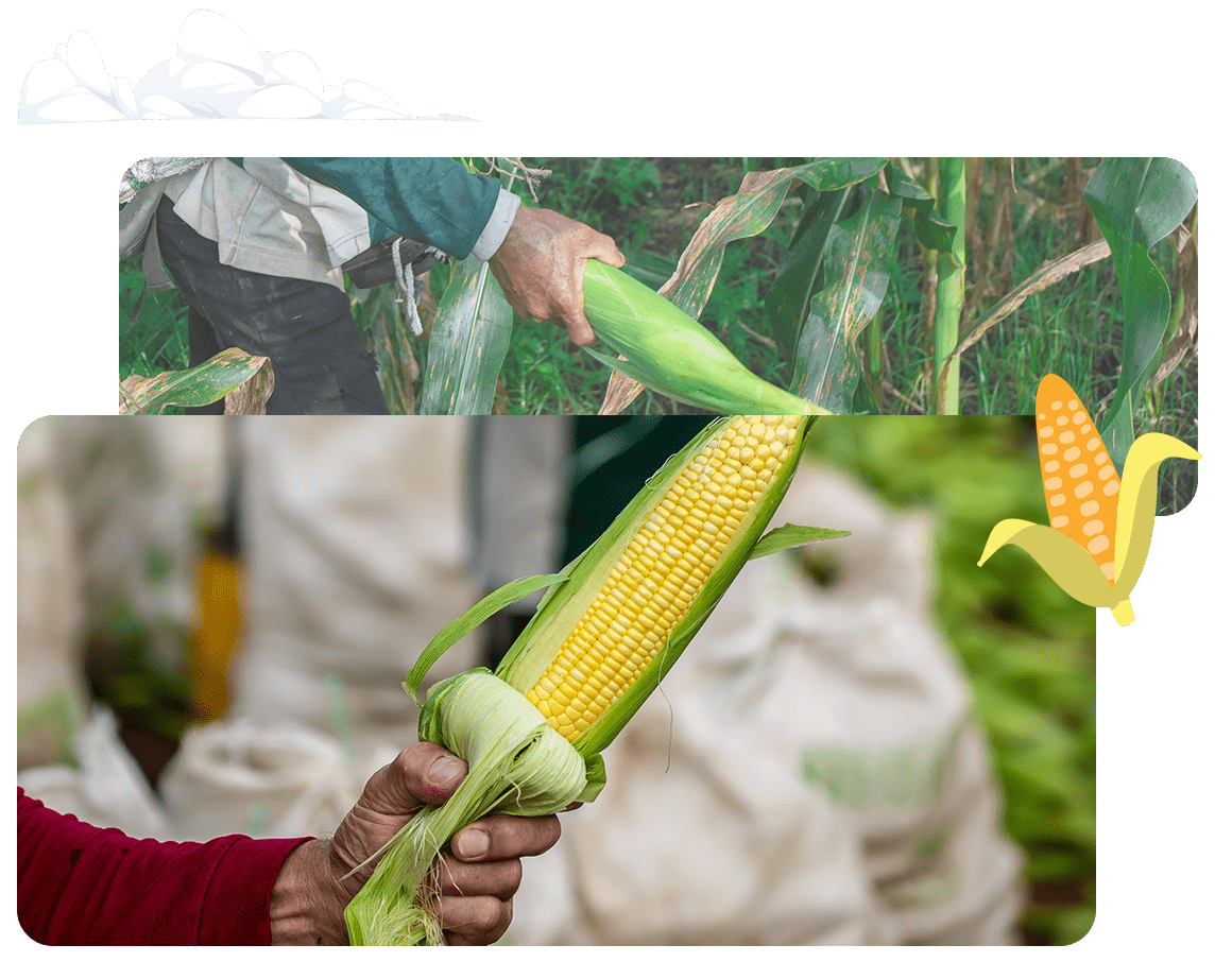 Corn Kernel Malaysia