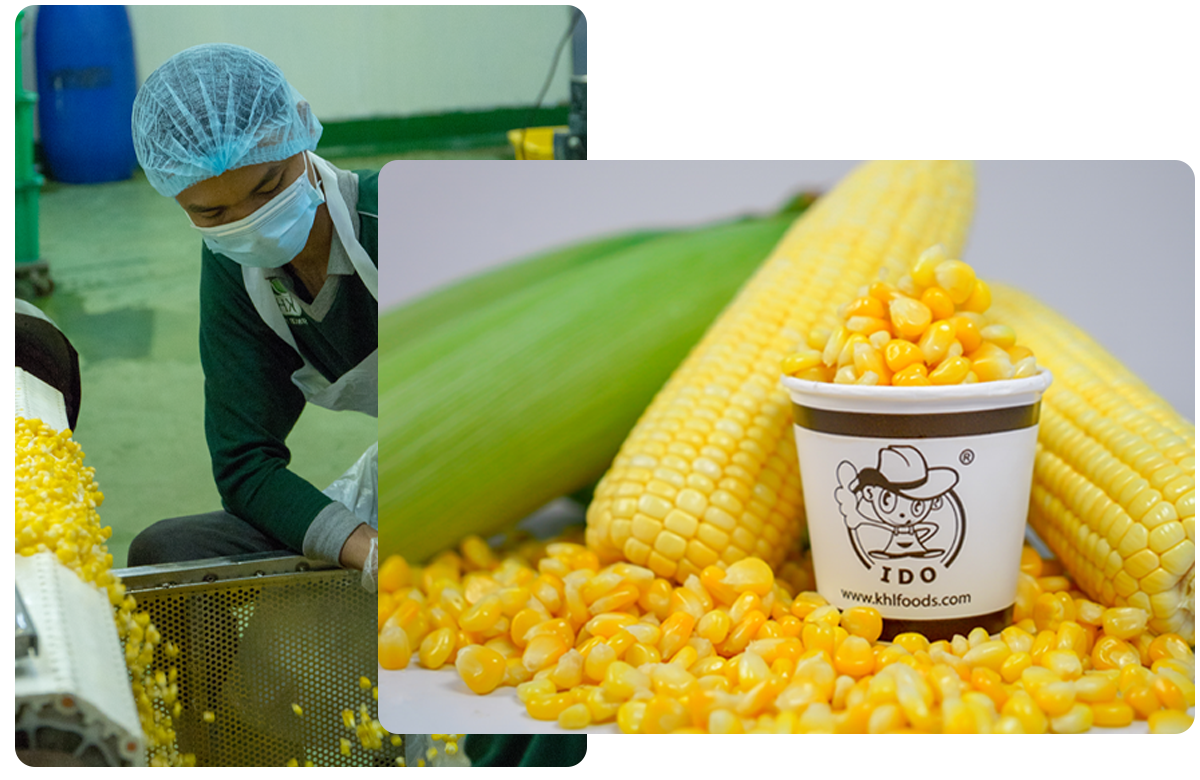Sweet Corn Malaysia