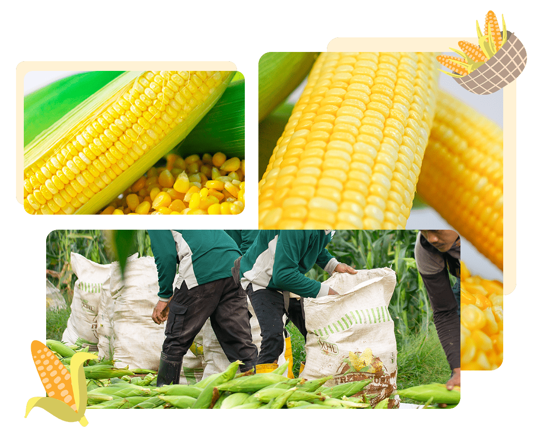Sweet Corn Malaysia