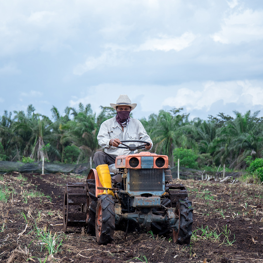 Plow & Weeds Eradication of Corn Farm