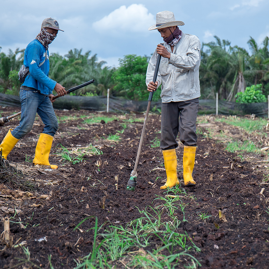 Corn Cultivation