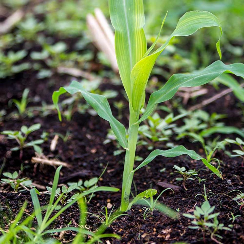 Corn Farming