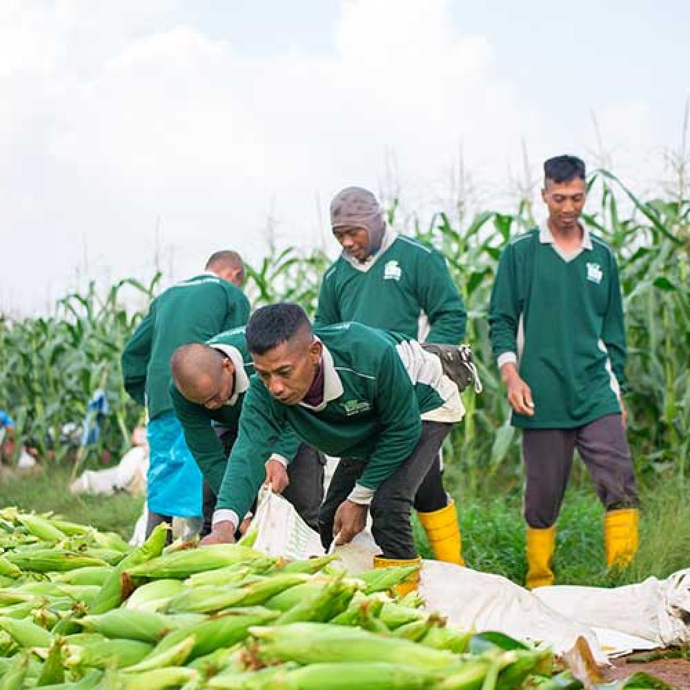 Harvest Corn