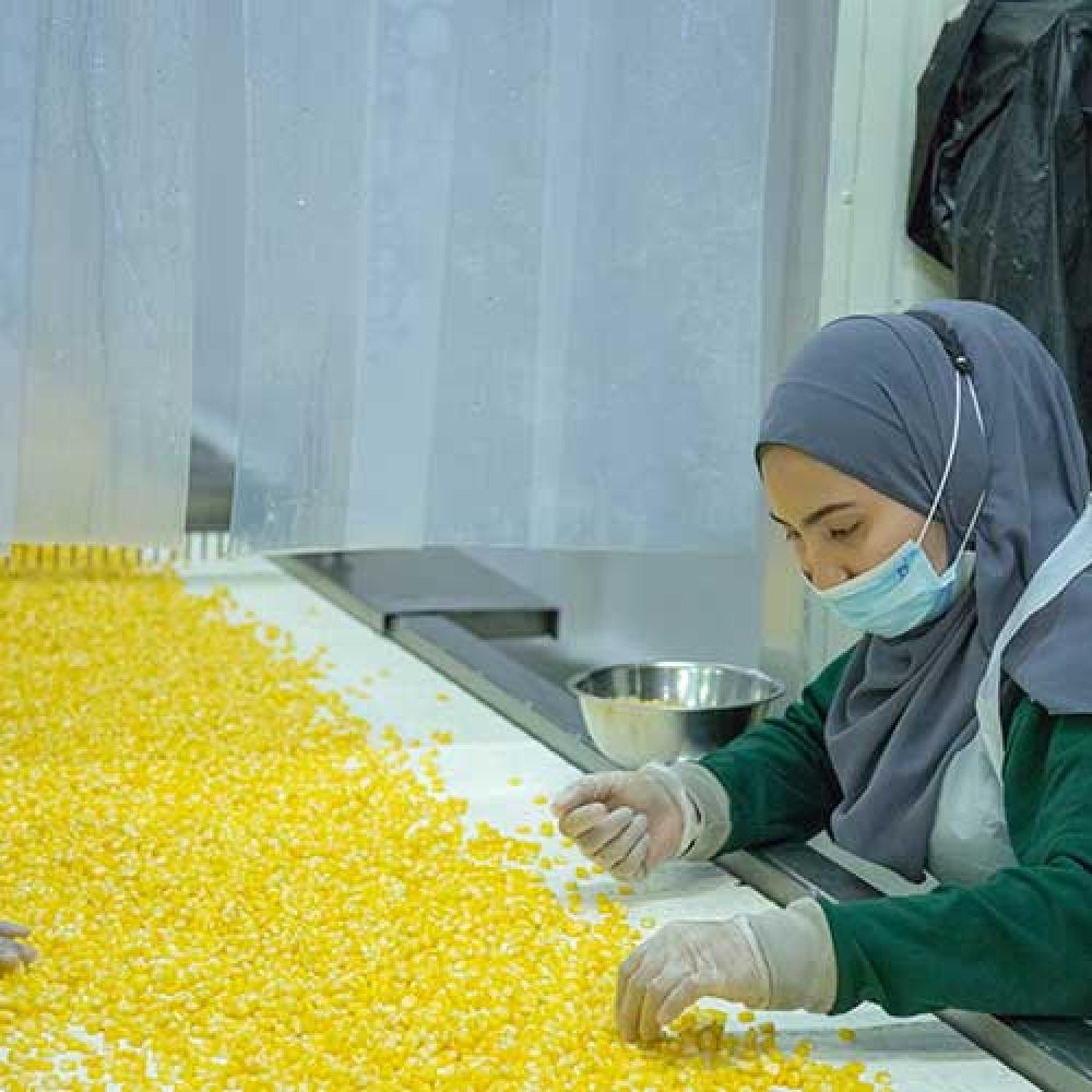 Manual Corn Extraction