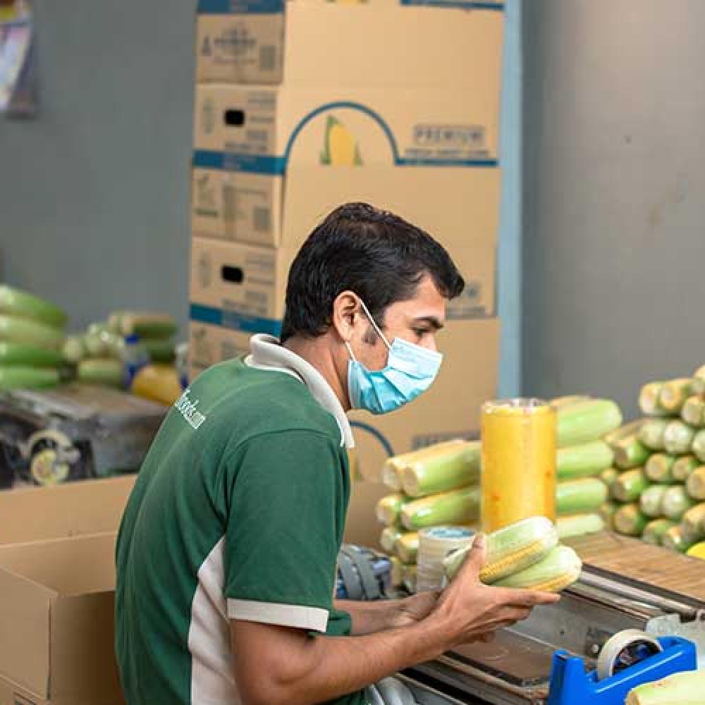 Packing Corn