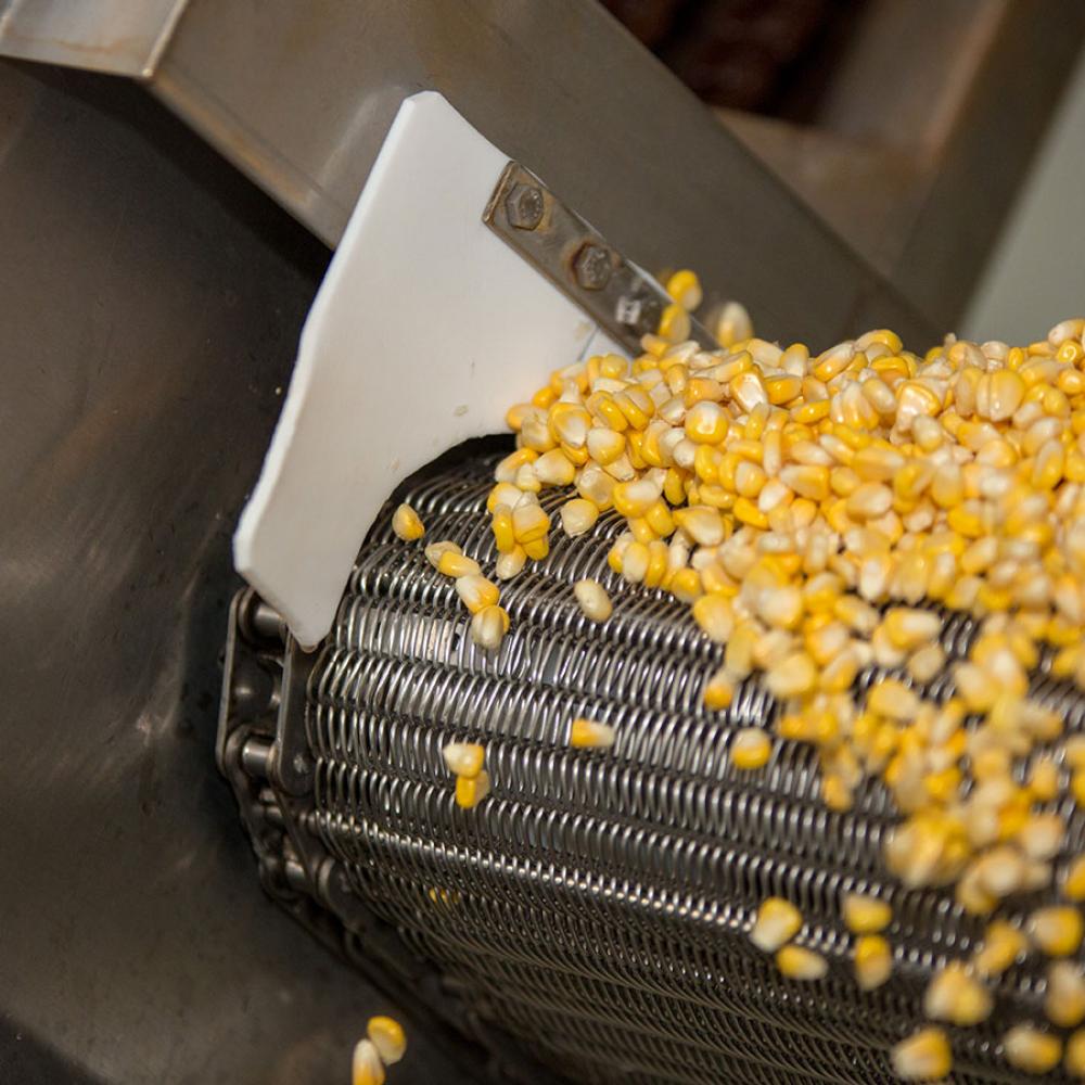 Processing Corn