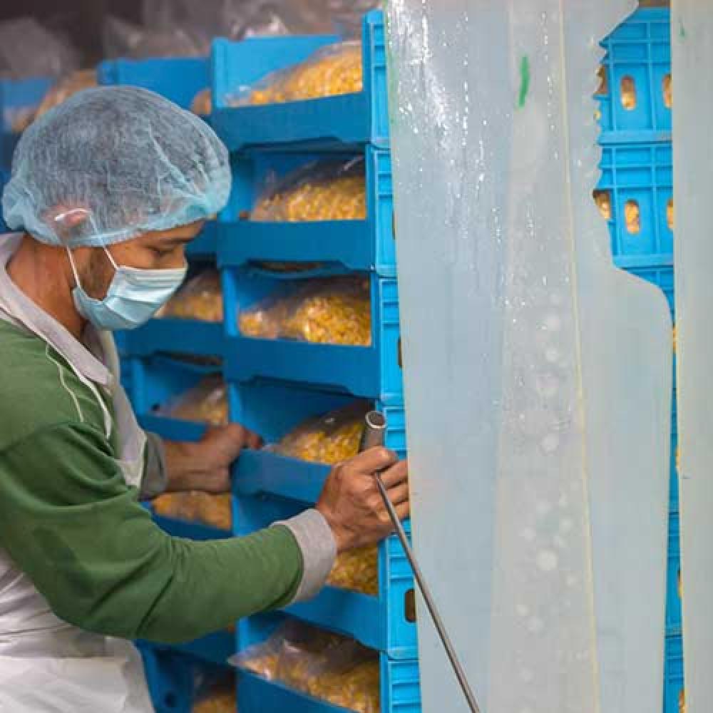 Processing Corn