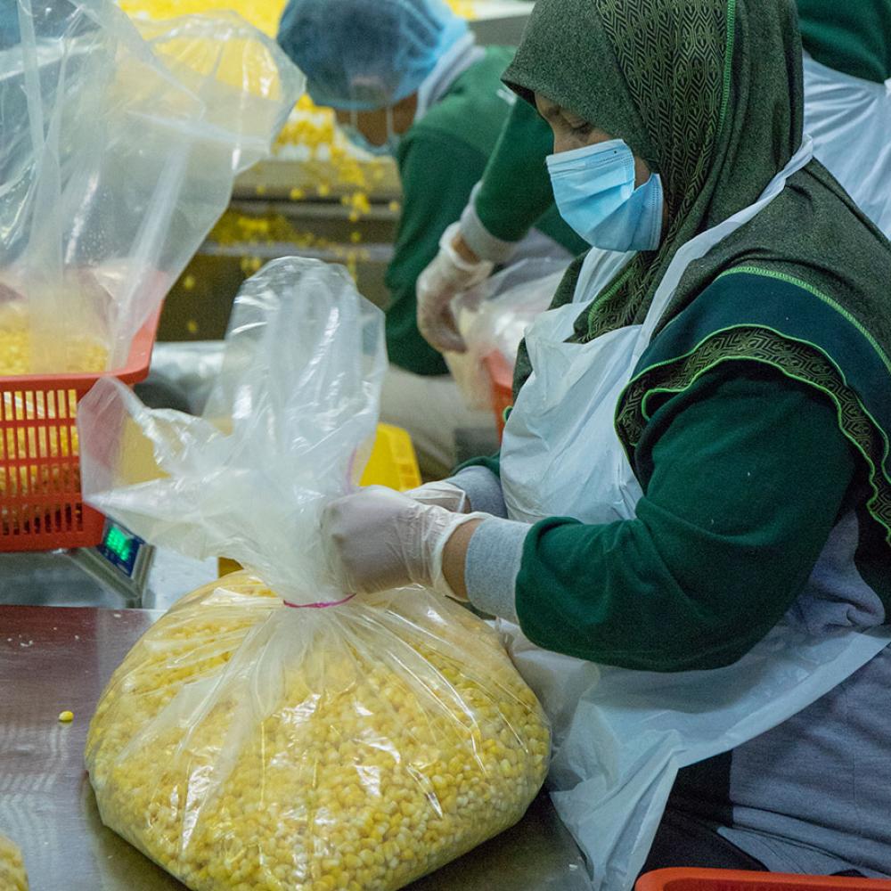 Sifting Corn